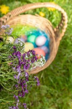 Dyed easter eggs set in an old wicker basket Stock Photos