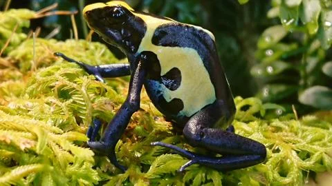 Dyeing dart frog Stock Photos