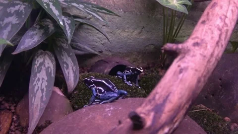 Dyeing poison frog, Dendrobates tinctorius Stock Footage 237858506