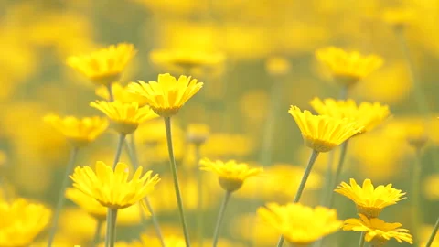 Dyer's Chamomile Flower Stock Footage 327253188