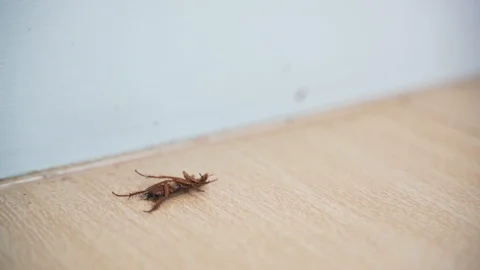 Dying and struggling cockroach Stock Footage 118238900