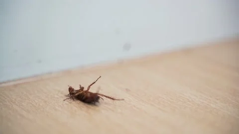 Dying and struggling cockroach Stock Footage 139027015