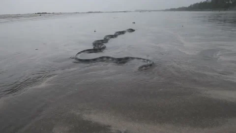 Dying Beaked hook nosed common sea snake washed to shore Stock Footage 137635397