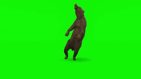 Dying Bear - High quality, Chroma Key and Loopable Video stock 148123121