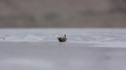 Dying bee Stock Footage 22448674