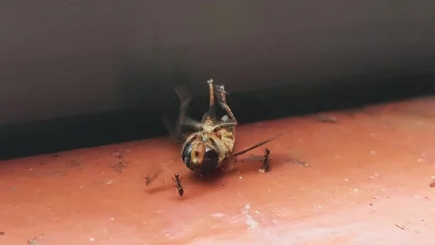 Dying bee struggling surrounded by black ants Stock Footage 293600289