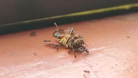 Dying bee struggling surrounded by black ants Stock Footage 293600365