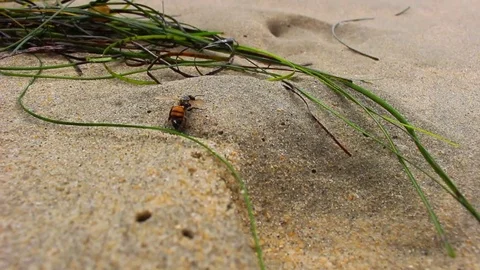 Dying Bee Stumbles to a Boy Video stock 77065797