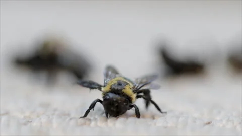 Dying bees pest control carpenter bees. Stock Footage 291363919