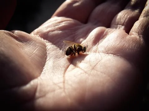 Dying bees Stock Photos