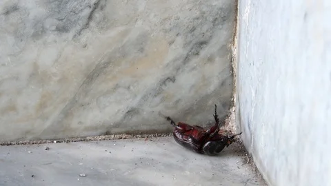 Dying beetle lying on their back because failing nervous system. Stock Footage 128995554