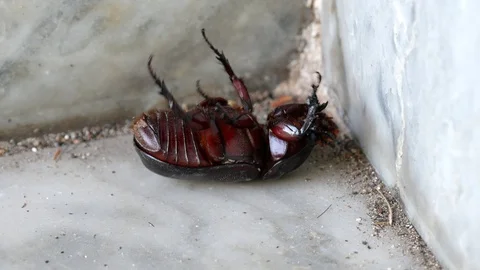 Dying beetle lying on their back because failing nervous system. Stock Footage 128995569