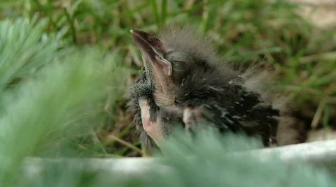 Dying bird 動画素材 587911