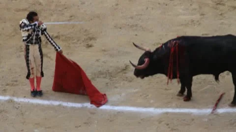 Dying bull 動画素材 11982196