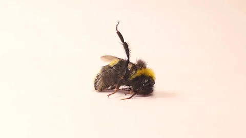 Dying bumblebee on white background symbolizing pesticide impact on biodiversity Stock Footage 320761914