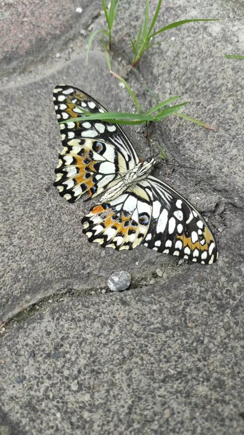 Dying butterfly Stock Footage 322895040