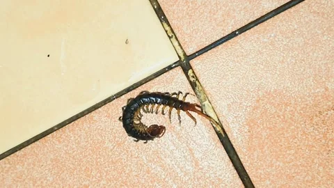 A dying centipede on the bathroom ceramic floor Stock Footage 279255982