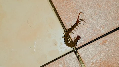 A dying centipede on the bathroom ceramic floor Video stock 279255987