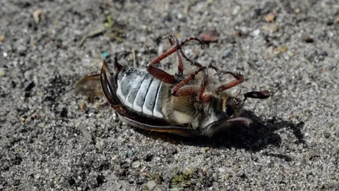 Dying chafer lying on his back Stock Footage 252702811