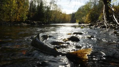 Dying chum salmon, Oncorhynchus keta,  in river with counterlight Stock Photos