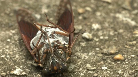 Dying cicada laying on back with ants. Stock Footage 137618028