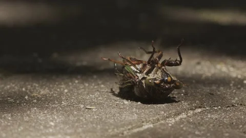 Dying cicada laying upside down on the ground. Stock Footage 162006767