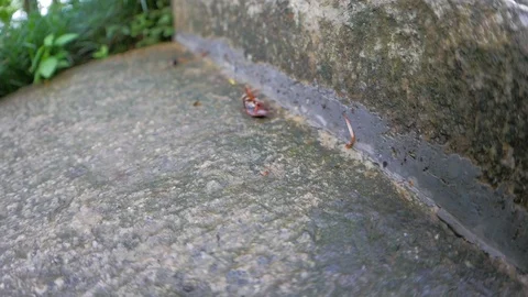 Dying cockroach cannot seem to flip back over on to its feet. Stock Footage 111020888