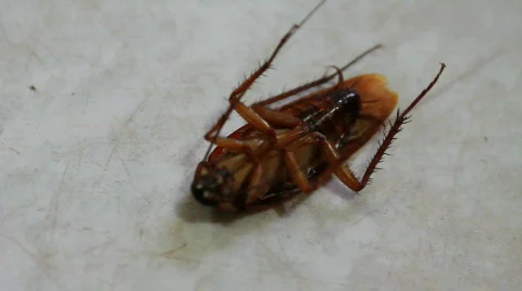 Dying cockroach Stock Footage 724766