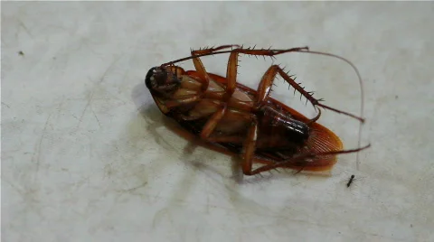Dying cockroach Stock Footage