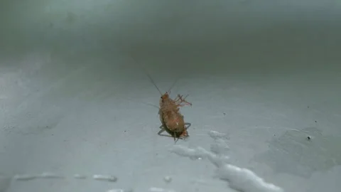 Dying cockroach having terminal spasms on a metal surface Vídeos de archivo 344182627