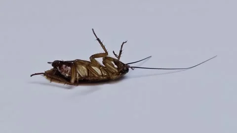 Dying cockroach on its back struggling against white background Vídeo Stock 346112853