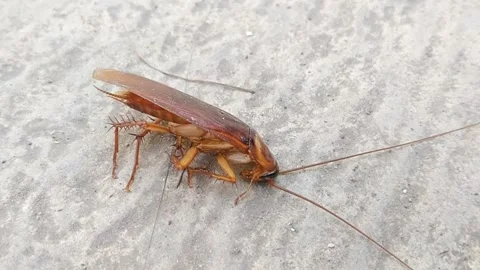 Dying Cockroach Lying On Floor From Insecticide Spray Stock Footage 340126462