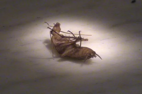 Dying Cockroach Struggles On The Cold Concrete Stock Footage