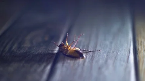 Dying cockroach waves his legs slowmotion Stock Footage 76109635