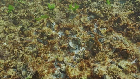 Dying colony of mussels shellfish covered by colonial blue-green algae with gas Stock Footage 327210696
