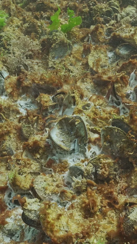 Dying colony of mussels shellfish covered by colonial blue-green algae with gas Video stock 336850541