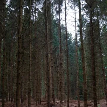 Dying Conifer Forest Stock Photos