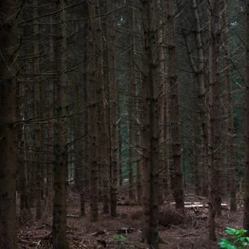 Dying Conifer Forest Foto stock
