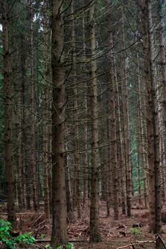 Dying Conifer Forest Foto stock