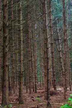 Dying Conifer Forest Stock Photos