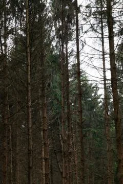 Dying Conifer Forest Stock Photos