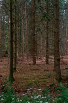 Dying Conifer Forest Stock Photos