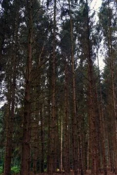 Dying Conifer Forest Stock Photos