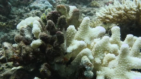 Dying coral in ocean  Video stock 66203941