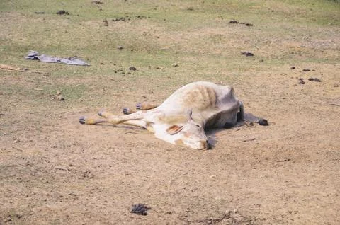 Dying cow lying on the ground by some disease Stock-Fotos