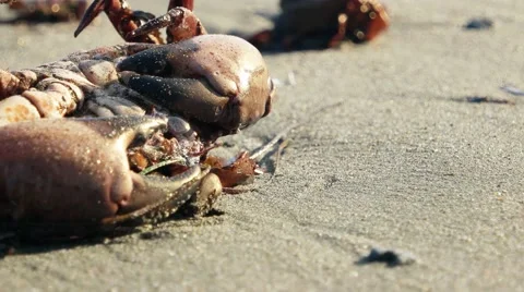 Dying Crab Stock Footage 49784614