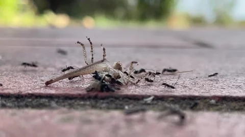 Dying cricket devoured by ants. Stock Footage 207411524