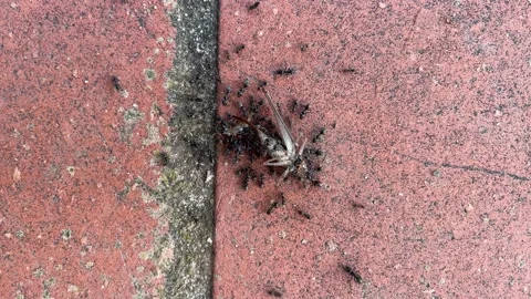 Dying cricket devoured by ants. Stock Footage 207412647
