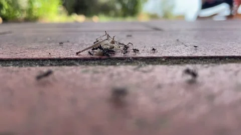 Dying cricket devoured by ants. Stock Footage 207413597