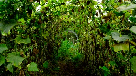 Dying cucumber plants tangled all over arch shaped trellis from cattle panels Video stock 331831610